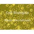 BALB/c Mouse Bone Marrow Macrophages (Frozen Cells)